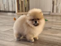 Pomeranian Boo Köpeği Yavruları