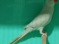 Buz Mavisi Mutasyon Pakistan Papağanı