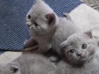 Scottish British Bebekler Yuvalarını Arıyor