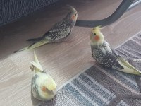 Yavru Sultan Papağanları