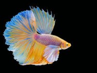 Betta Balıklarımız Sağlıklı Irk Garantidir