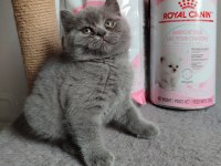 Ayı Surat British Shorthair Son Yavrumuz