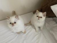 Mavi gözlü iran kedisi yakışıklılar yeni yuvasına hazır