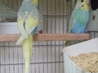 Rainbow Violet Muhabbet Kuşu Yavrular