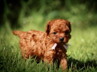 Toy Poodle Kore Red Brown Mini Yavrularımız