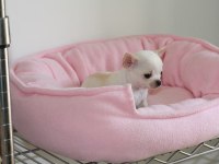 Mini Chihuahua Yavruları