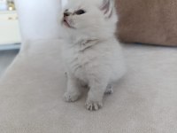 Blue Point Yavru Kedimiz