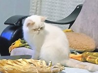 Kedimize aile olabilir misiniz?