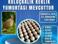 Kuluçkalık keklik yumurtası vardır