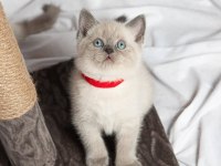British Shorthair Sevimli Yavrular