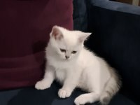 Dişi Silverpoint British Shorthair Yavru