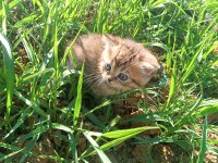 British Shorthair Yavru Kedimiz