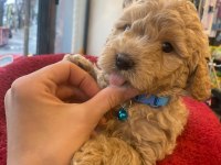 Poodle erkek aklıma yatan ırk olursa takas da yapabilirim