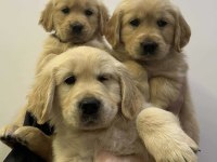 Vecihiden Safkan Babyface Golden Retriever Bebekler