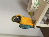 Macaw Papağanı Ele Omza Alışkın 30 Kelime Biliyor