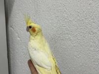 Yeni yeme düşmüş 40 günlük sultan papağanlar vardır