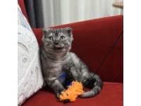 Boncuk bakışlı scottish fold kızım