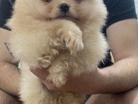 Pomeranian Efsane Bebek Köpekler