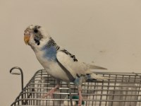 Dişi Muhabbet Kuşu