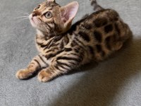 Full Şecereli Bengal Kedisi Yavrusu