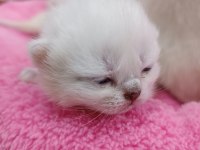 1 Haftalık British Bebekler