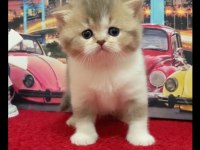 British Shorthair Yavrular