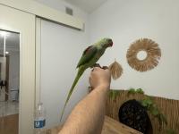 Full Evcil İskender Papağanı Isırmaz Ele Kola Gelir Konulmaya Başladı