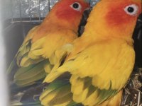 Hazır Takım Güneş Konur.