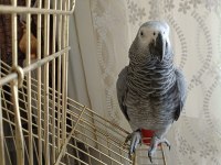 Jako Papağanı Kafesi İle Beraber