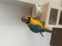 Macaw Papağanı Ele Omza Alışkın 30 Kelime Biliyor