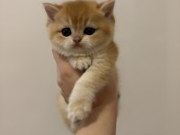 British Golden Ny12 British Shorthair Yavrular