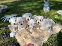 Dünya Tatlısı Maltese Yavruları