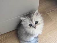 Muhteşem Chinchilla Kedisi Bebeklerim Ömürlük Yuvalarını Bekliyor