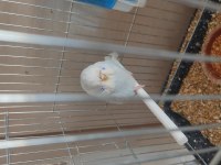 Show Yavru Muhabbet Kuşu