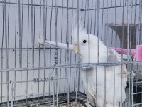 Yavru Erkek Sultan Papağanı