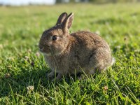 Aguti renk erkek hollanda cücesi tavşan