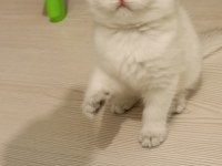 Top Kafa Safkan Beyaz British Shorthair