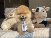 3 Aylık Ayı Surat Pomeranian Boo Yavrular