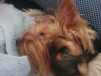 Yorkshire Teacup Bebekler