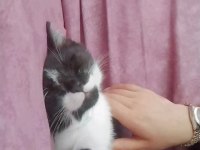 Smokin British Sahiplendirme Ücretsiz