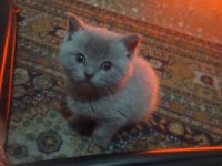 British Shorthair 3 Yavrumuza Yeni Yuva Arıyoruz