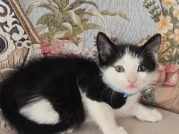 Bebek kedimiz ücretsiz