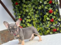 French Bulldog Köpekleri