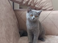 Orjinal 52 günlük british shorthair