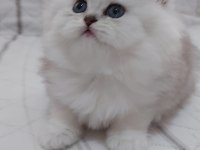 British Shorthair 50 Günlük Yavrular