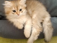 Sürmeli British Longhair Erkek Yavrum