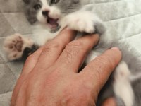 British Shorthair Yavru 50 Günlük