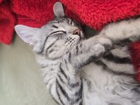 5 Aylık Erkek Baba British Anne Maine Coon