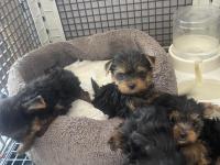 Teslime hazır safkan yorkshire terrier ırkının en güzelleri