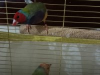 2025 doğum golden finch kesik boyun